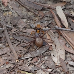 Isopeda villosa at Vincentia, NSW - 19 Dec 2024 05:04 AM