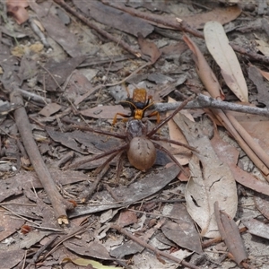 Isopeda villosa at Vincentia, NSW - 19 Dec 2024 05:04 AM