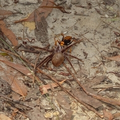 Isopeda villosa at Vincentia, NSW - 19 Dec 2024