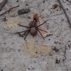 Isopeda villosa at Vincentia, NSW - 19 Dec 2024 05:04 AM