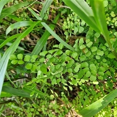 Unidentified Fern or Clubmoss at Kiamba, QLD - 27 Dec 2024 by trevorpreston