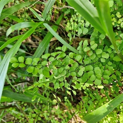 Adiantum aethiopicum (Common Maidenhair Fern) at Kiamba, QLD - 27 Dec 2024 by trevorpreston