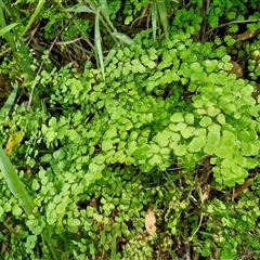 Adiantum aethiopicum at Kiamba, QLD - suppressed