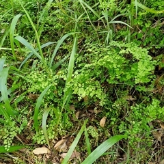 Adiantum aethiopicum at Kiamba, QLD - suppressed