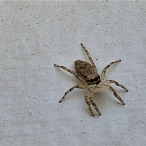 Helpis sp. (genus) (Unidentified Bronze Jumping Spider) at Yandina, QLD by trevorpreston