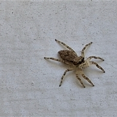 Helpis sp. (genus) at Yandina, QLD - 27 Dec 2024 12:17 PM