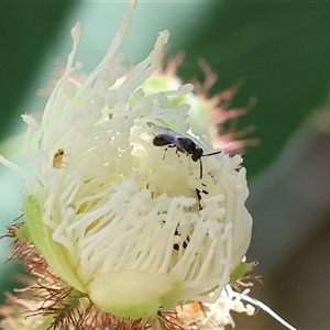 Unidentified Bee (Hymenoptera, Apiformes) at Wodonga, VIC by KylieWaldon