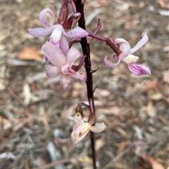 Dipodium roseum (Rosy Hyacinth Orchid) at Kaleen, ACT - 27 Dec 2024 by Jenny54