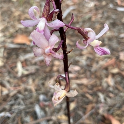 Dipodium roseum (Rosy Hyacinth Orchid) at Kaleen, ACT - 28 Dec 2024 by Jenny54