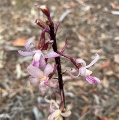 Dipodium roseum at Kaleen, ACT - 28 Dec 2024