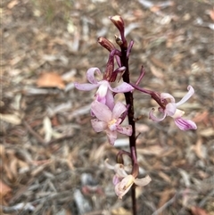 Dipodium roseum at Kaleen, ACT - 28 Dec 2024