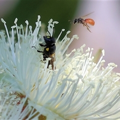 Unidentified Bee (Hymenoptera, Apiformes) at Wodonga, VIC - 24 Dec 2024 by KylieWaldon