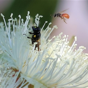 Unidentified Bee (Hymenoptera, Apiformes) at Wodonga, VIC by KylieWaldon