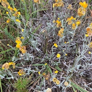 Chrysocephalum apiculatum (Common Everlasting) at Crace, ACT by Jenny54