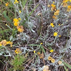 Chrysocephalum apiculatum at Crace, ACT - 28 Dec 2024