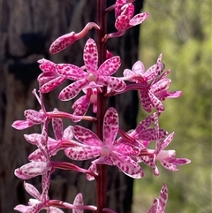 Dipodium punctatum (Blotched Hyacinth Orchid) at Kambah, ACT - 28 Dec 2024 by LineMarie