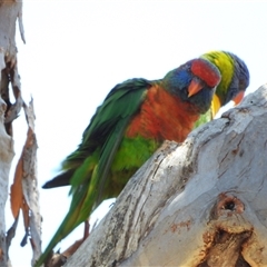 Trichoglossus moluccanus (Rainbow Lorikeet) at Kambah, ACT - 28 Dec 2024 by LineMarie