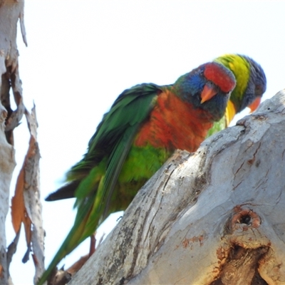 Trichoglossus moluccanus (Rainbow Lorikeet) at Kambah, ACT - 28 Dec 2024 by LineMarie