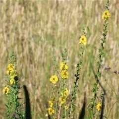 Verbascum virgatum (Green Mullein) at Wodonga, VIC - 24 Dec 2024 by KylieWaldon