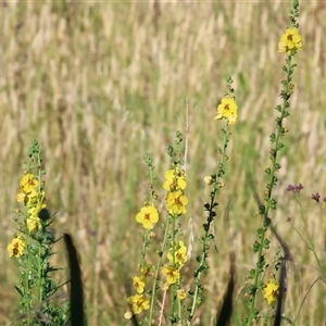 Verbascum virgatum at Wodonga, VIC - 25 Dec 2024