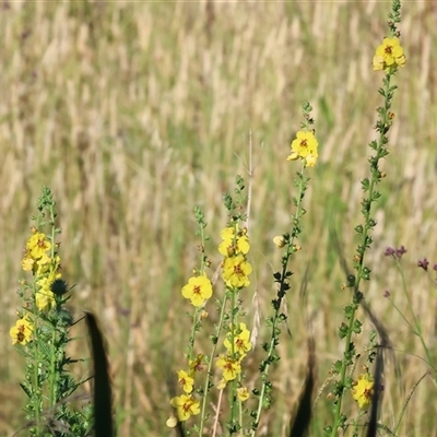 Verbascum virgatum (Green Mullein) at Wodonga, VIC - 25 Dec 2024 by KylieWaldon