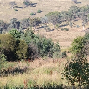 Verbascum virgatum at Wodonga, VIC - 25 Dec 2024 07:05 AM