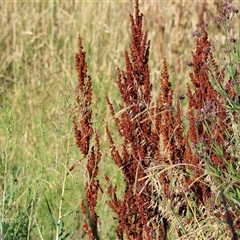 Rumex crispus (Curled Dock) at Wodonga, VIC - 24 Dec 2024 by KylieWaldon