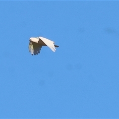 Cacatua galerita (Sulphur-crested Cockatoo) at Wodonga, VIC - 25 Dec 2024 by KylieWaldon