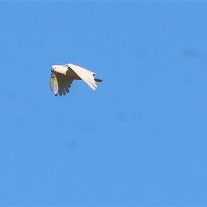 Cacatua galerita at Wodonga, VIC - 25 Dec 2024 07:07 AM