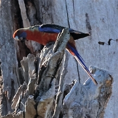 Platycercus elegans (Crimson Rosella) at Wodonga, VIC - 25 Dec 2024 by KylieWaldon