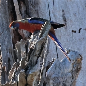 Platycercus elegans at Wodonga, VIC - 25 Dec 2024 07:07 AM