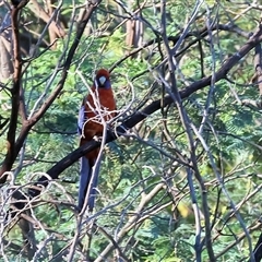 Platycercus elegans at Wodonga, VIC - 25 Dec 2024