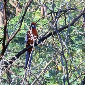 Platycercus elegans at Wodonga, VIC - 25 Dec 2024