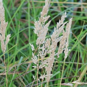 Holcus lanatus at Wodonga, VIC - 25 Dec 2024