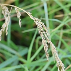 Lolium sp. at Wodonga, VIC - 24 Dec 2024 by KylieWaldon