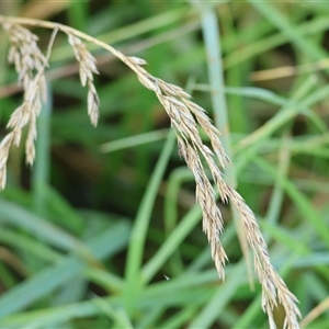 Lolium sp. at Wodonga, VIC by KylieWaldon