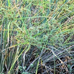 Cyperus eragrostis (Umbrella Sedge) at Wodonga, VIC - 25 Dec 2024 by KylieWaldon