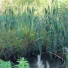Cyperus eragrostis at Wodonga, VIC - 25 Dec 2024 07:09 AM