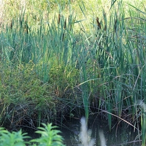 Cyperus eragrostis at Wodonga, VIC - 25 Dec 2024 07:09 AM