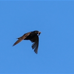 Sturnus vulgaris (Common Starling) at Wodonga, VIC - 25 Dec 2024 by KylieWaldon