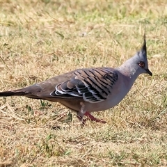 Ocyphaps lophotes (Crested Pigeon) at Wodonga, VIC - 25 Dec 2024 by KylieWaldon