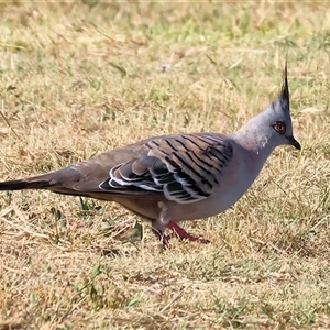 Ocyphaps lophotes at Wodonga, VIC by KylieWaldon