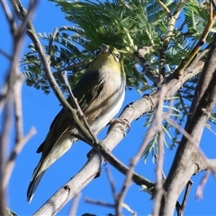 Zosterops lateralis (Silvereye) at Wodonga, VIC - 25 Dec 2024 by KylieWaldon