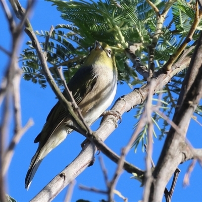 Zosterops lateralis at Wodonga, VIC - 24 Dec 2024 by KylieWaldon