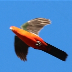 Alisterus scapularis (Australian King-Parrot) at Wodonga, VIC - 25 Dec 2024 by KylieWaldon