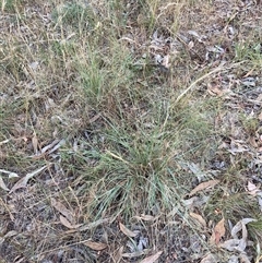 Eragrostis curvula (African Lovegrass) at Hackett, ACT - 27 Dec 2024 by waltraud