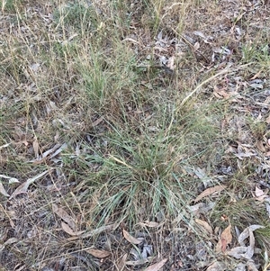 Eragrostis curvula at Hackett, ACT - 27 Dec 2024