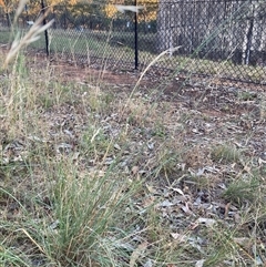 Eragrostis curvula at Hackett, ACT - 27 Dec 2024