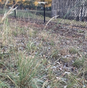 Eragrostis curvula at Hackett, ACT - 27 Dec 2024