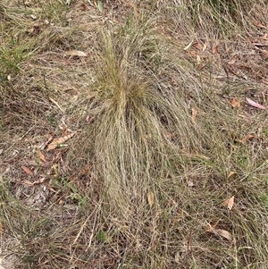 Nassella trichotoma at Hackett, ACT - 27 Dec 2024